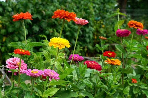 Garden with blooming multi-colored gerberas. Energizing colors give joy and strength. In the background, intense green plants. The beauty of summer. 