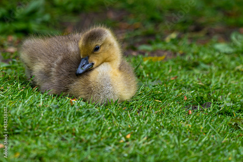 Canada goose, branta canadensis, gosling