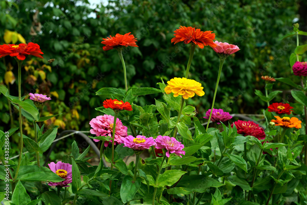 Garden with blooming multi-colored gerberas. Energizing colors give joy and strength. In the background, intense green plants. The beauty of summer.    