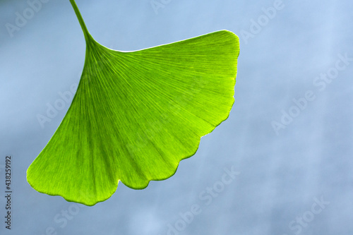 Obraz na płótnie Green leaf of ginkgo biloba pendula w salonie
