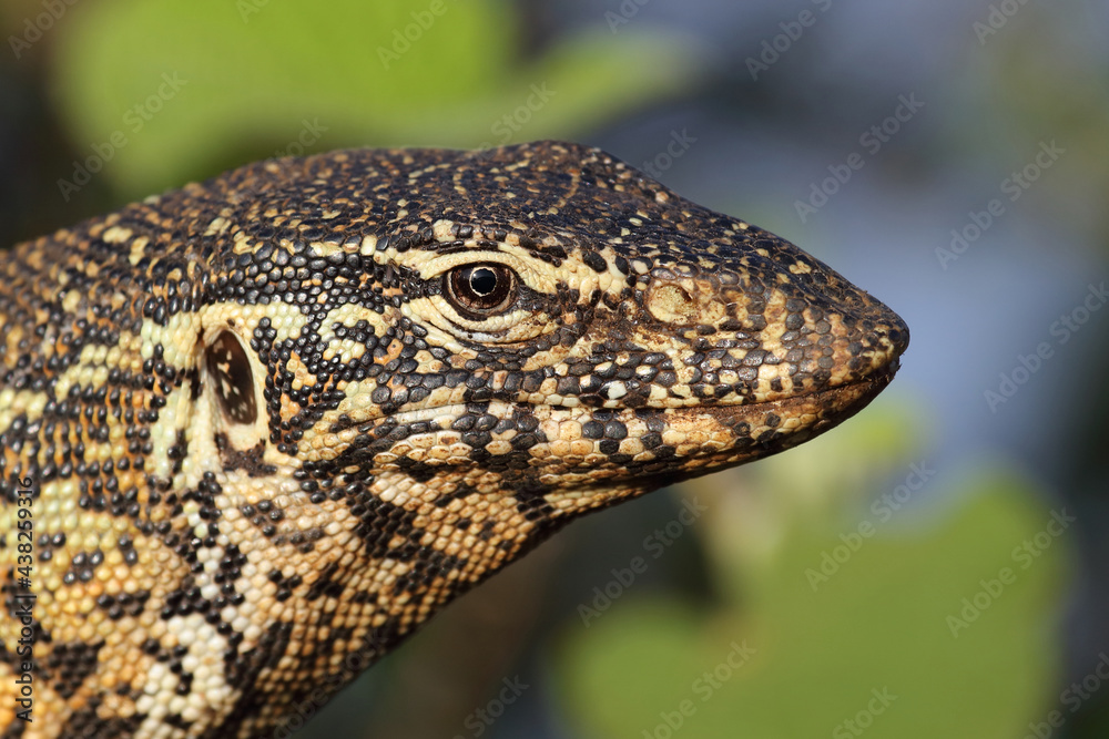 Nilwaran / Nile monitor / Varanus niloticus Nilwaran / Nile monitor / Varanus niloticus