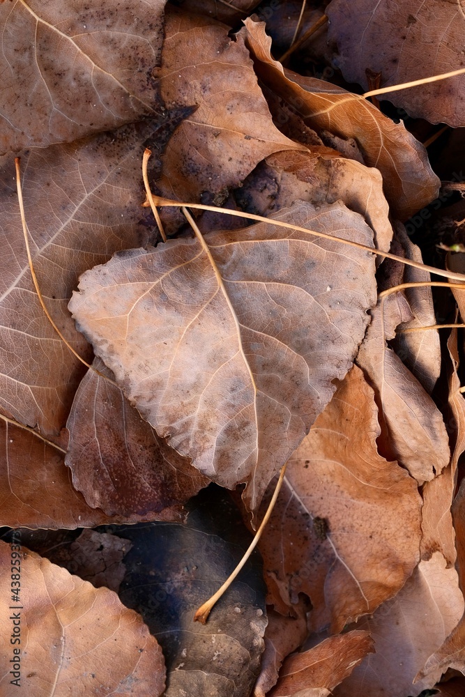 Autumn composition. Autumn leaves close up lying on the ground. Abstract composition.