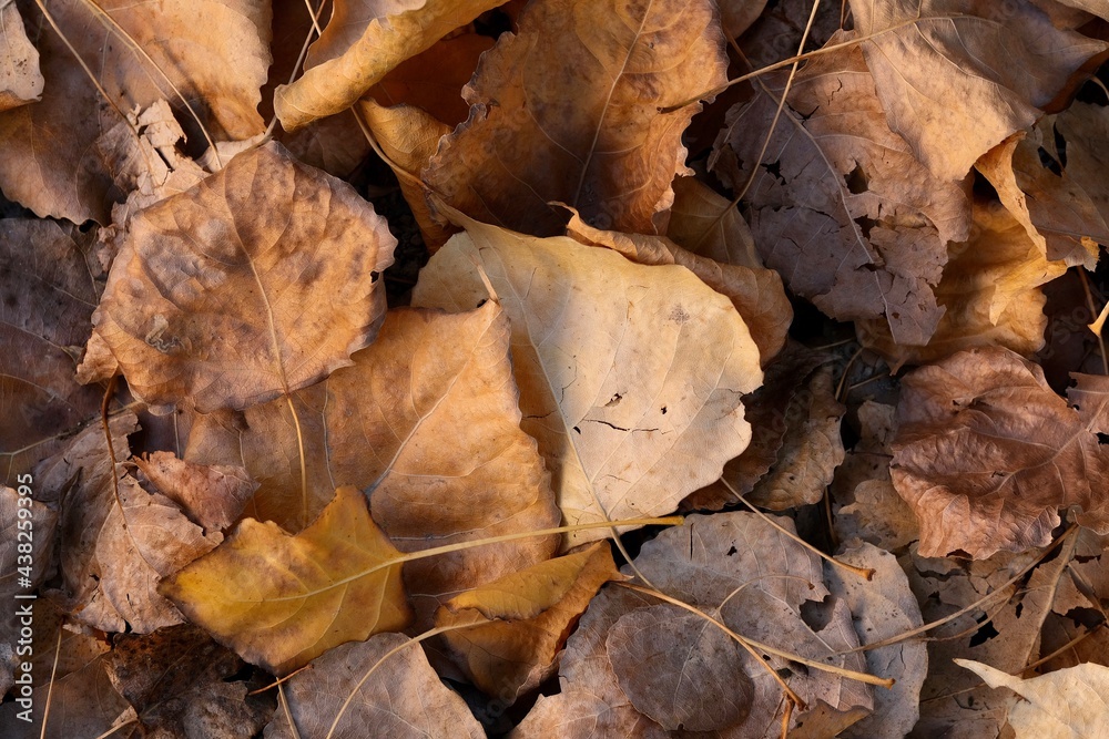 Autumn composition. Autumn leaves close up lying on the ground. Abstract composition. Autumn composition. Autumn leaves close up lying on the ground. Abstract composition.