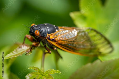 Newly transformed, a 17-year Brood X cicada clings to a green leaf in the woods. 