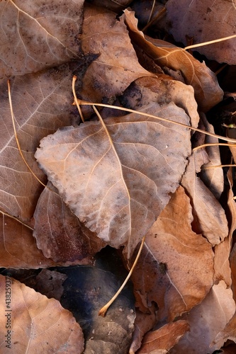 Autumn composition. Autumn leaves close up lying on the ground. Abstract composition.