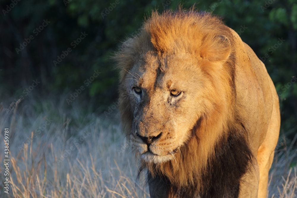 Afrikanischer Löwe / African lion / Panthera leo. Afrikanischer Löwe / African lion / Panthera leo.