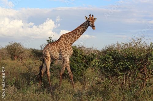 Canvas Print Giraffe / Giraffe / Giraffa Camelopardalis