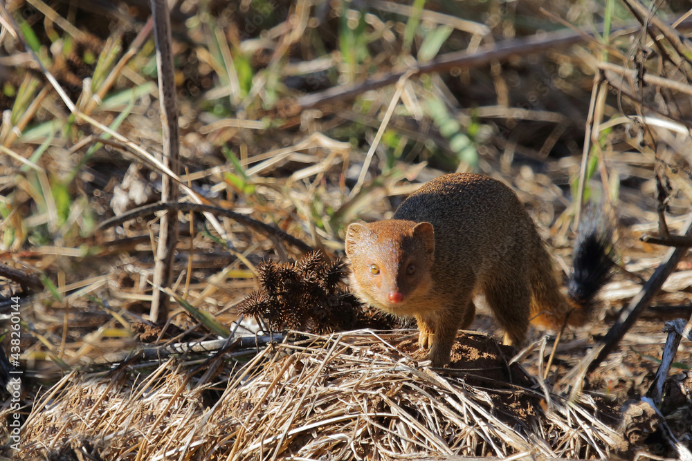 Schlankmanguste / Slender mongoose / Galerella sanguinea Schlankmanguste / Slender mongoose / Galerella sanguinea