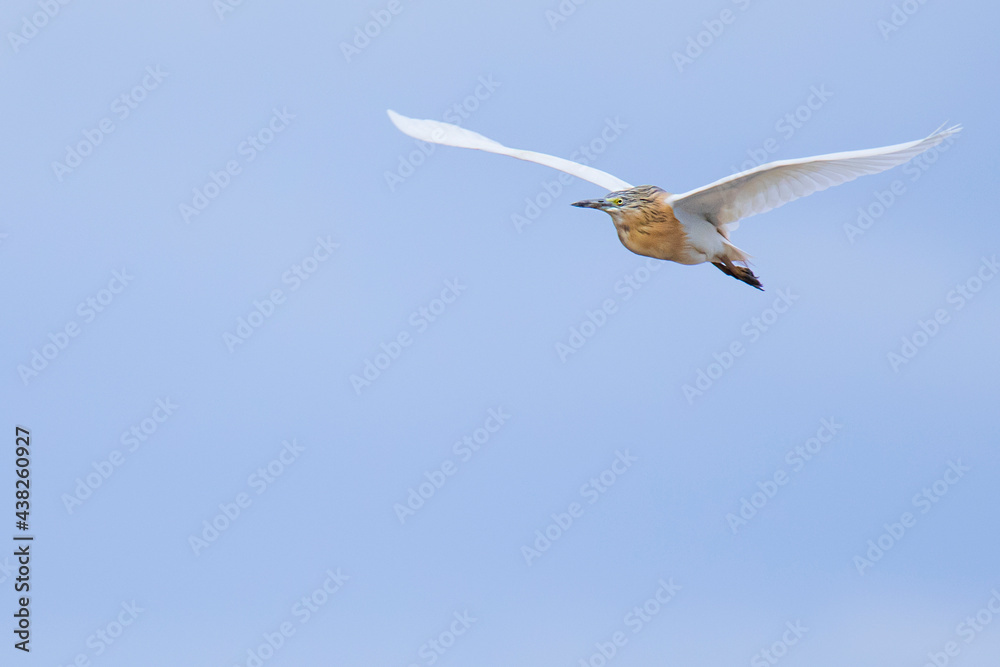 Squacco heron bird in free flight
Squacco heron bird in free flight