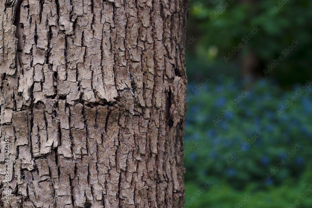 Textured tree bark background with blue flowers. Textured tree bark background with blue flowers.