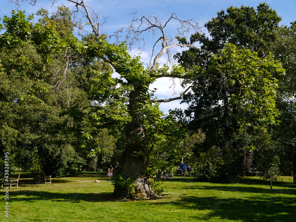 Obraz premium trees in the park
