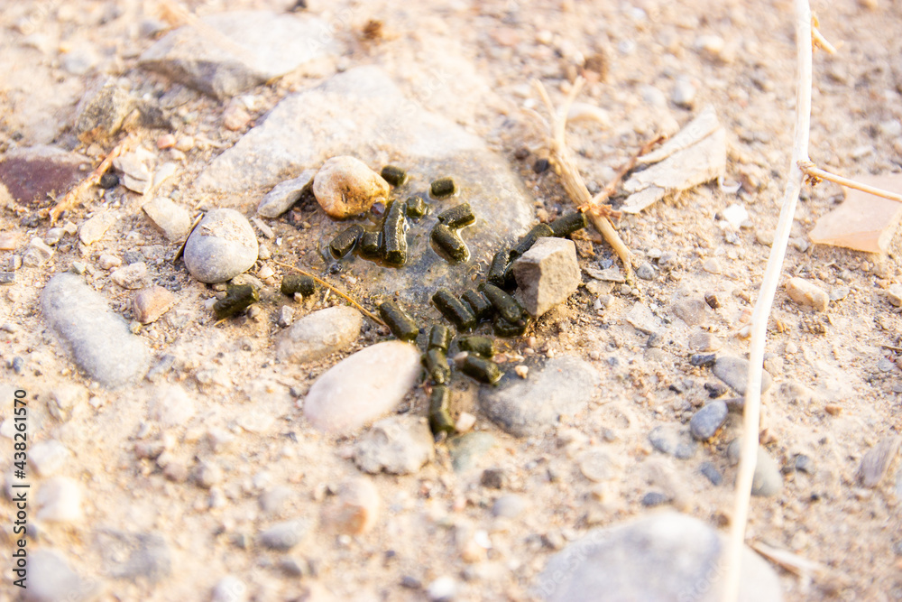 rat green feces from wild animals manure Stock Photo | Adobe Stock