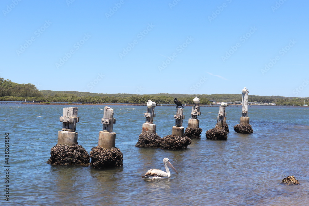 Pelicans, white and black large sea birds, sea faune nature Pelicans, white and black large sea birds, sea faune nature