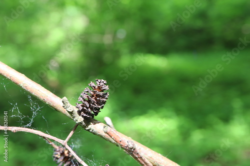 alder cones on the branch