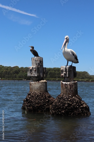 Pelicans, white and black large sea birds, sea faune nature photo