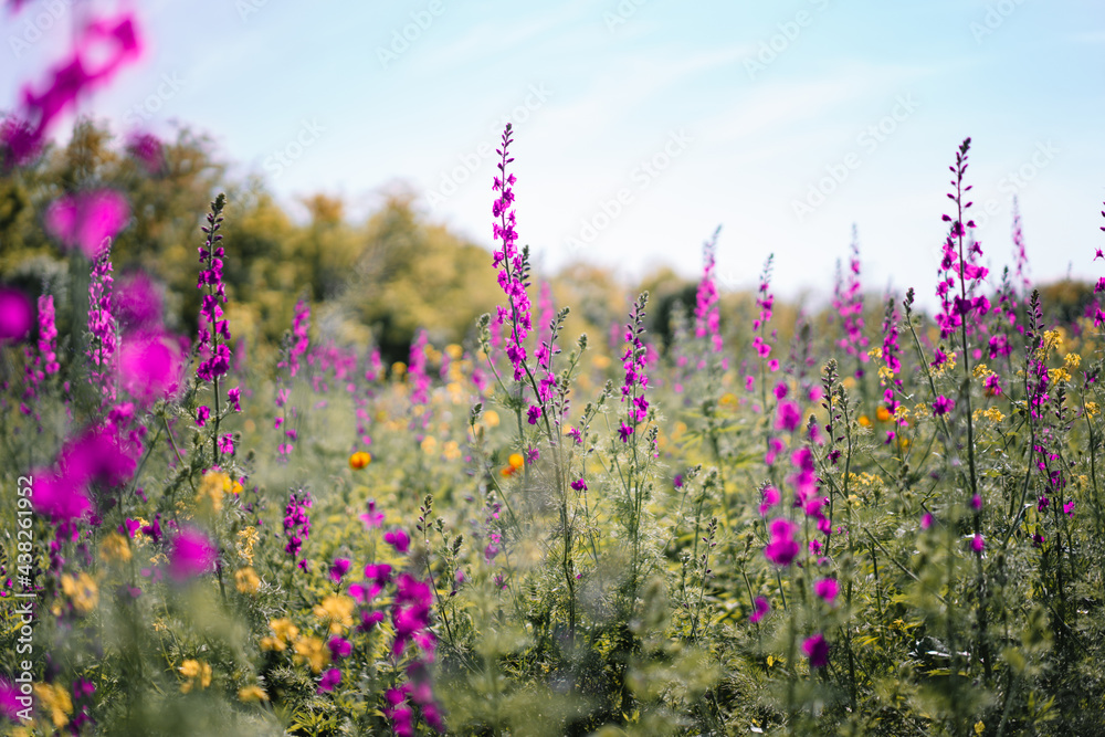 Naklejka premium Field of purple delphinium flowers