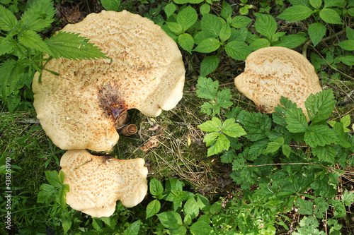 Polyporus squamosus in the summer forest  photo