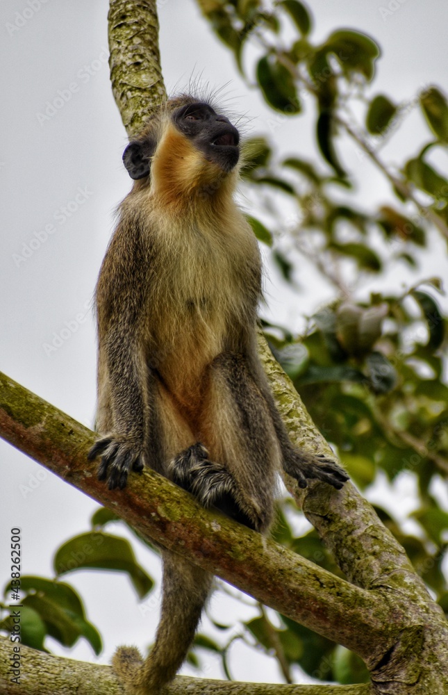 Fototapeta premium Green monkey lurking around the Harrison's Cave, Barbados.