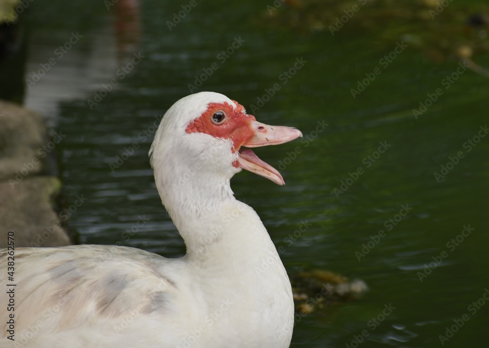 White muscovy duck in St. John, Barbados.