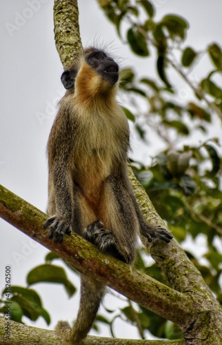 Green monkey lurking around the Harrison's Cave, Barbados.