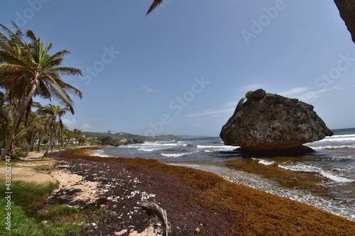 Sargassum seaweed or algae on the Bathsheba Beach, St. Joseph Parish, Barbados photo