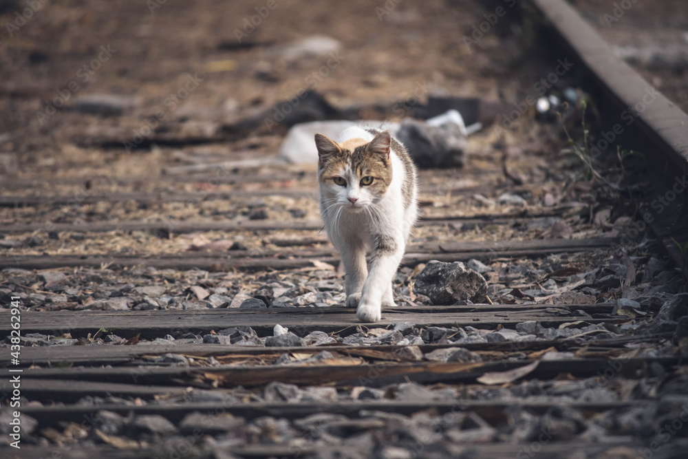 abandoned cat on train tracks abandoned cat on train tracks