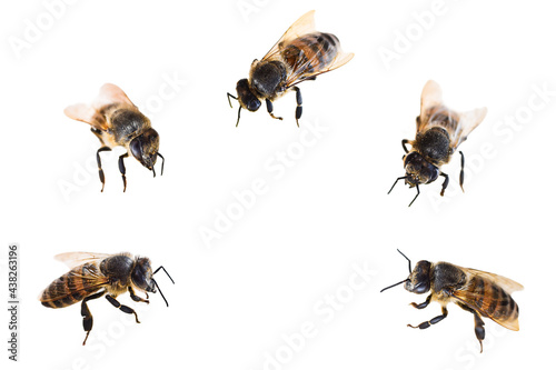 Group of five honey bees isolated on white background