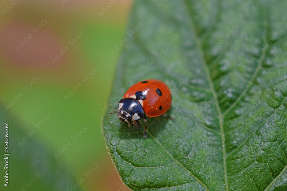 Au jardin : les coccinelles dévorent les pucerons sur un plan de haricots. Au jardin : les coccinelles dévorent les pucerons sur un plan de haricots.