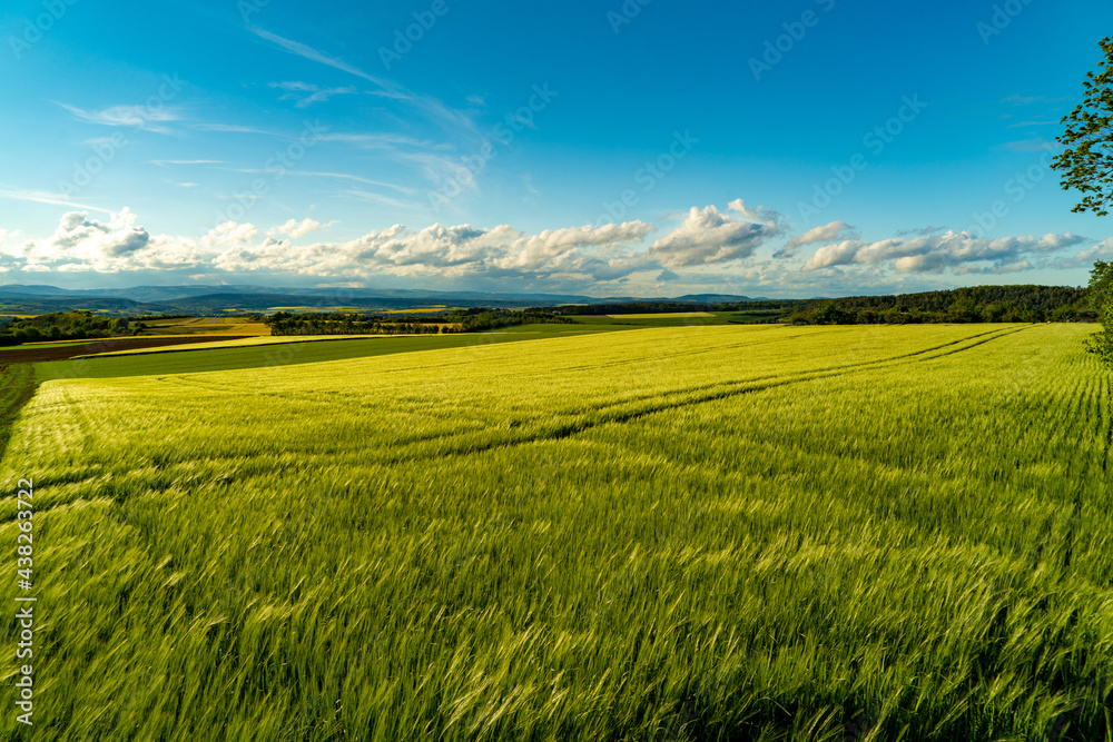 Fototapeta premium Gerstenfeld, Feld, Gerste, Rhön, Bayern, Deutschland