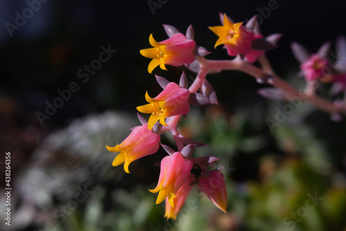 Echeveria hybrid in bloom with pink and yellow flowers on a dark background