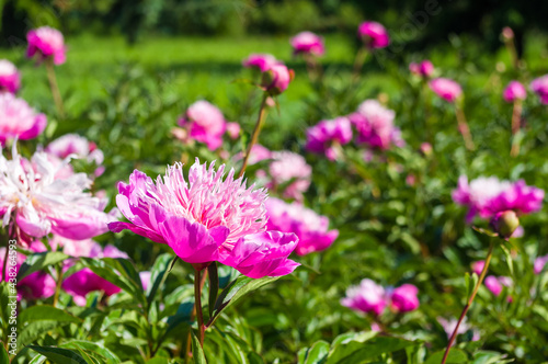 Beautiful natural background for valentine day  8 march  and love theme  peony flowers Paeonia lactiflora  close up.