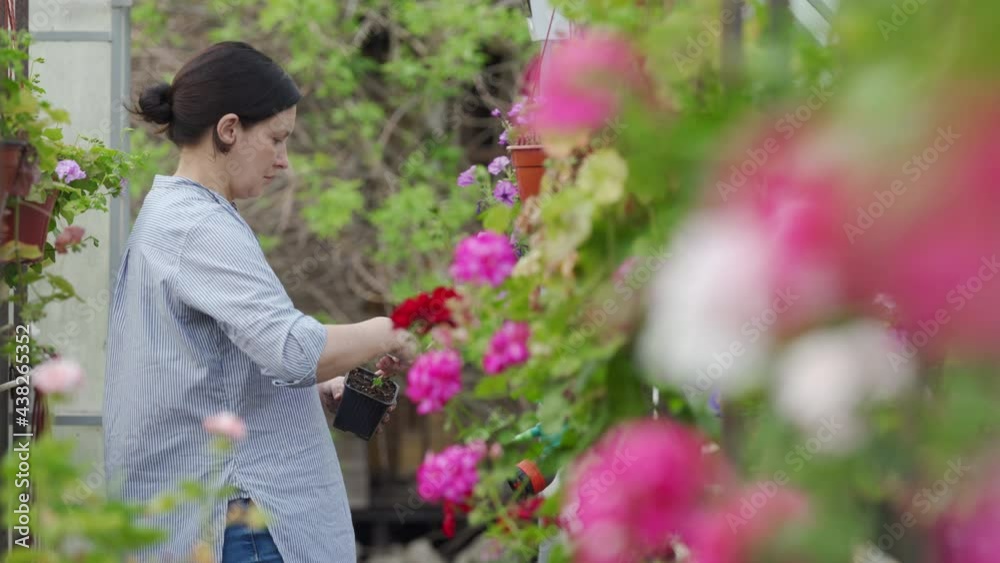 Gardener working in plant and flower greenhouse care for pelargonium pot flowers, woman at work in small garden greenhouse. High quality 4k footage Gardener working in plant and flower greenhouse care for pelargonium pot flowers, woman at work in small garden greenhouse. High quality 4k footage