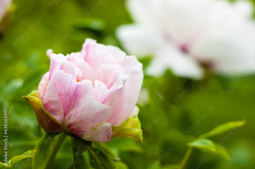 Fototapeta premium Beautiful natural background for valentine day, 8 march, and love theme, peony flowers Paeonia lactiflora, close up.