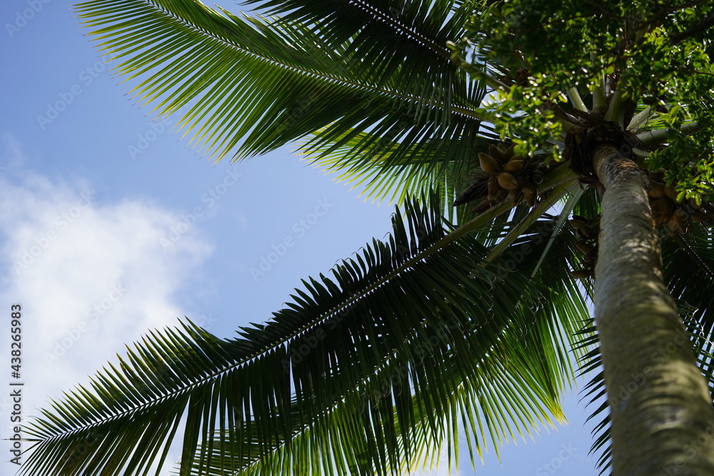 Coconut Palm tree and blue sky with cloud from below with trunk on right side of frame Coconut Palm tree and blue sky with cloud from below with trunk on right side of frame