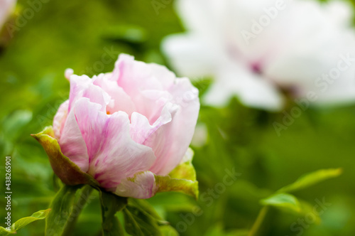 Beautiful natural background for valentine day  8 march  and love theme  peony flowers Paeonia lactiflora  close up.