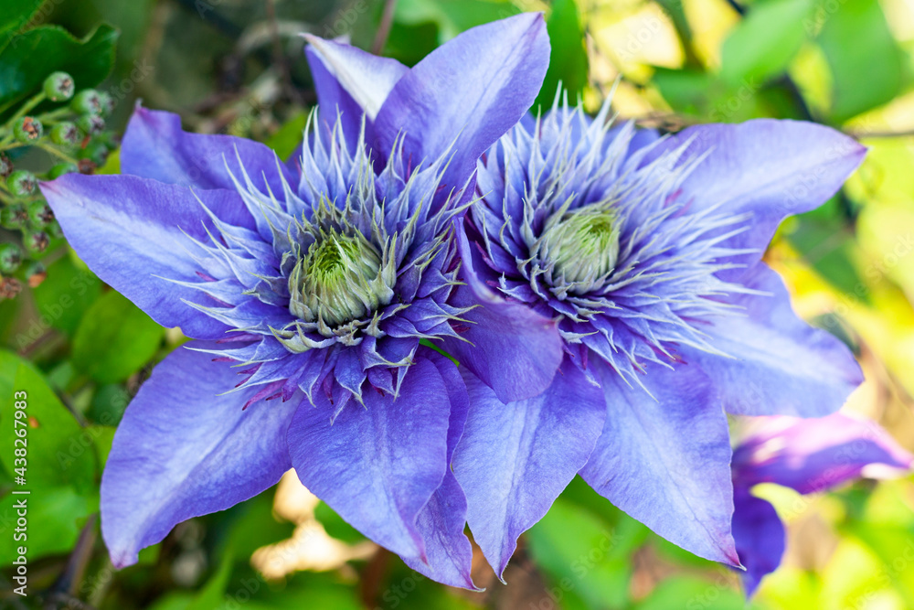 Beautiful purple clematis flowers