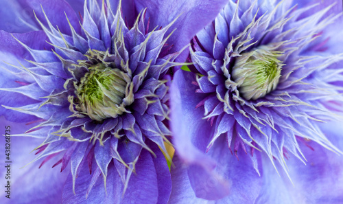 Close-up of the beautiful purple clematis flowers