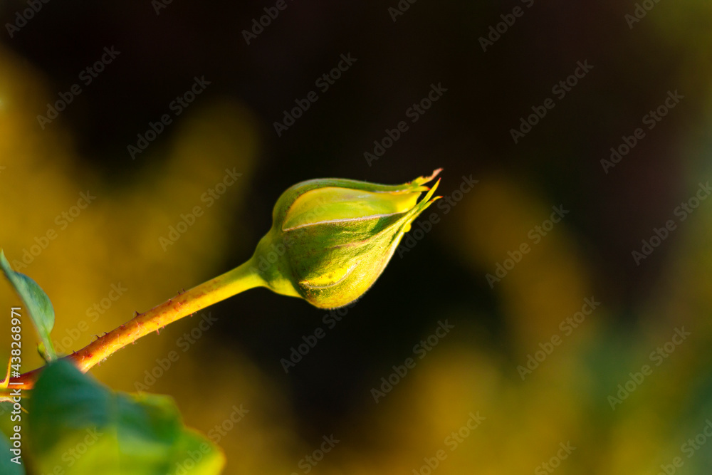 Bud of a yellow rose
