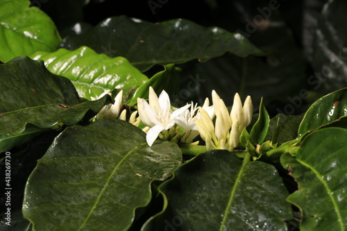 Fresh coffee flowers and leaves in Hawaii