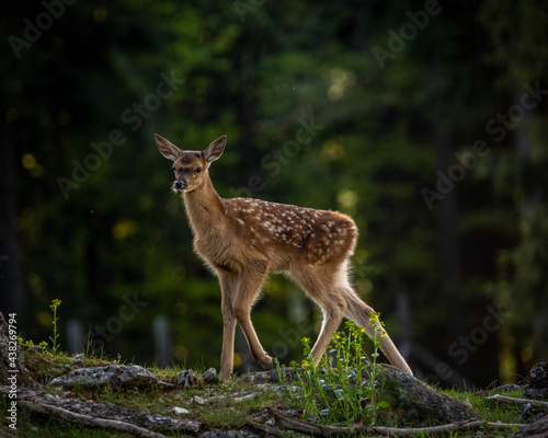 Bambi in the Forest - Baby red Deer during Spring in Austria on a sunny day