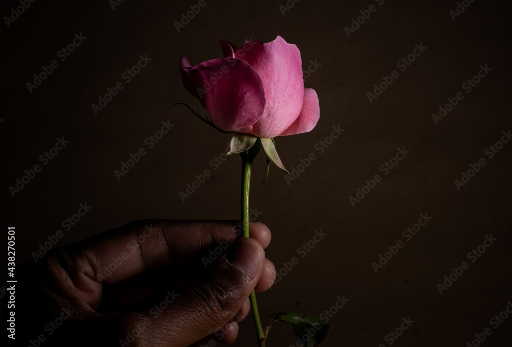 A beautiful and simple rose