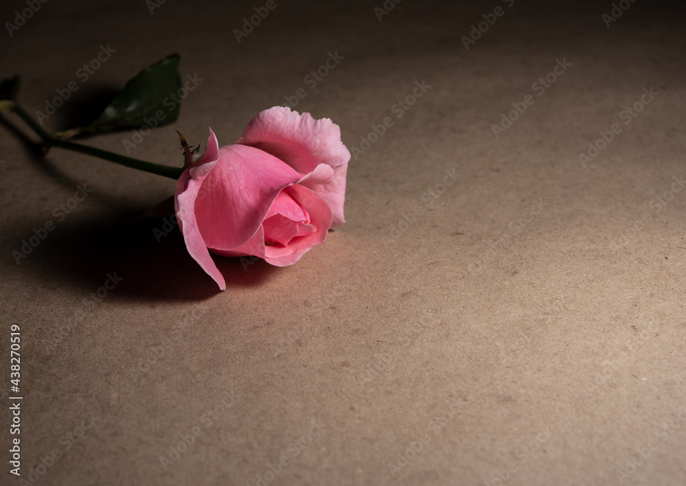 A beautiful and simple rose A beautiful and simple rose
