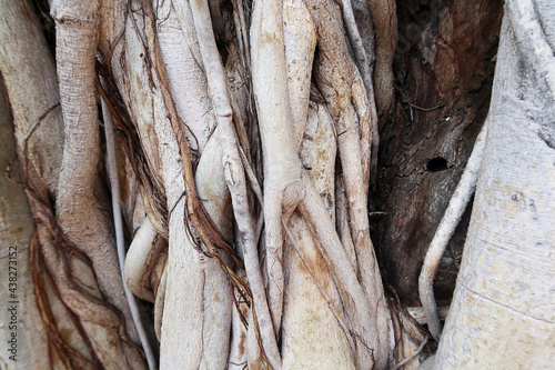 Closed up of nature of big root of tree.