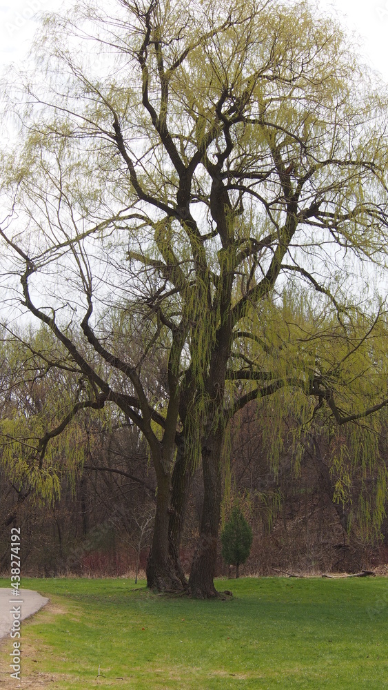 Obraz premium Toronto Park