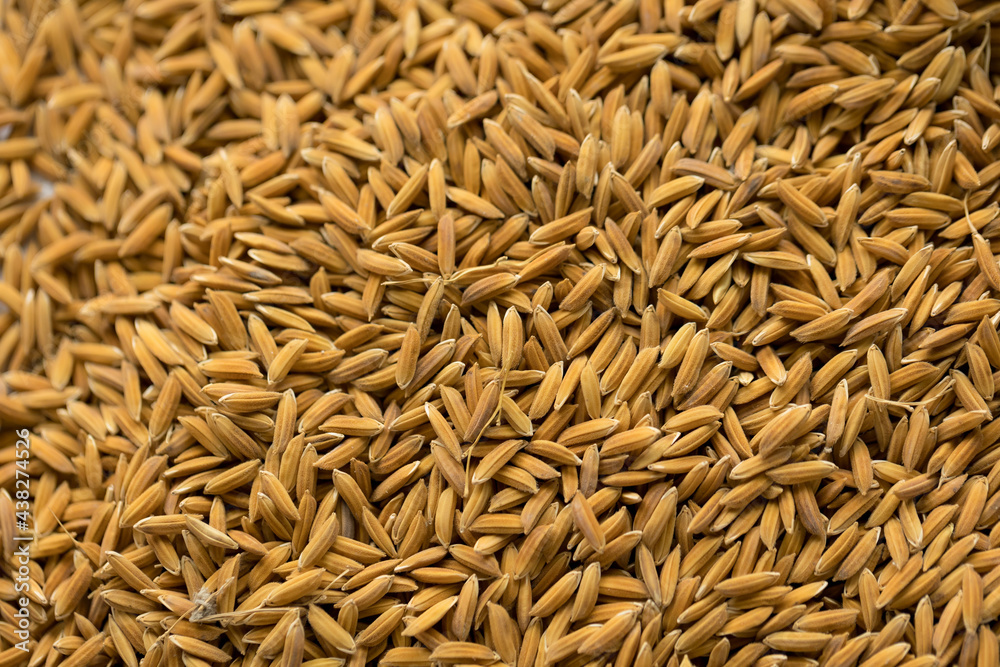 Background from pile of paddy rice and and rice seed, Brown of rice grain and close-up of rice pile