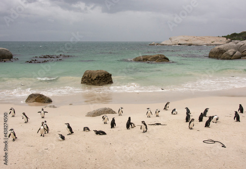 Fototapeta Naklejka Na Ścianę i Meble -  Penguin beach