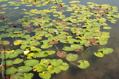 Lily pads are an emergent plant and provide cover for fish and other aquatic animals photo