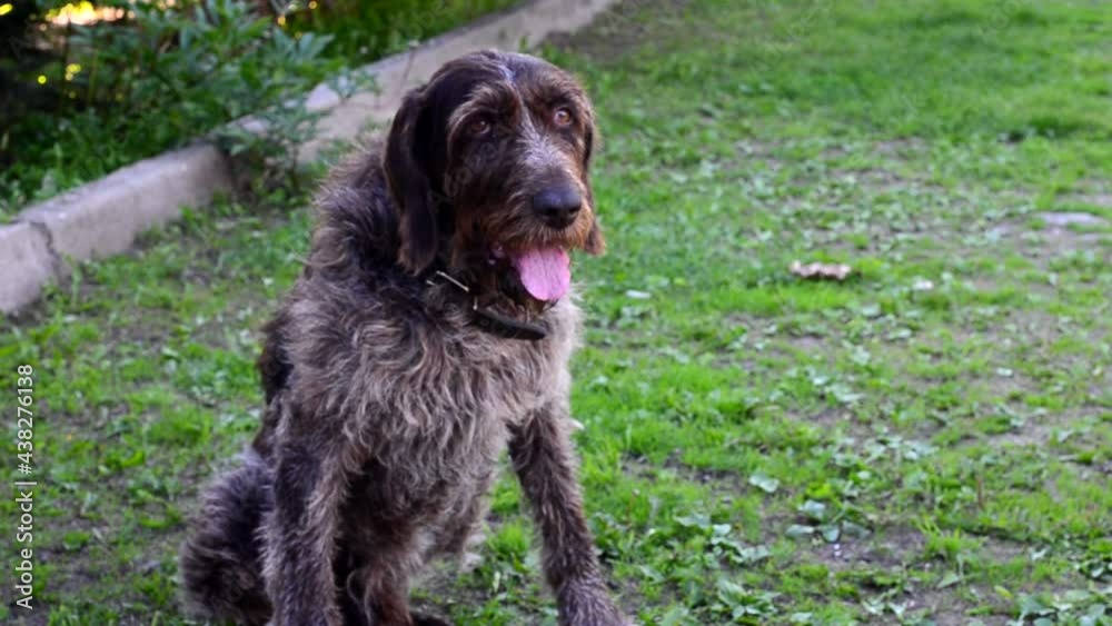 dog breed drathaar on a summer day walking in the park, hunting dog dog breed drathaar on a summer day walking in the park, hunting dog