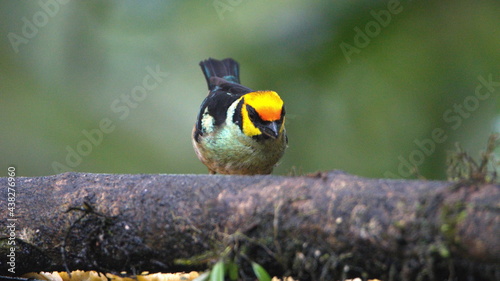 Flame-faced tanager (Tangara parzudakii) in a garden in Mindo, Ecuador photo