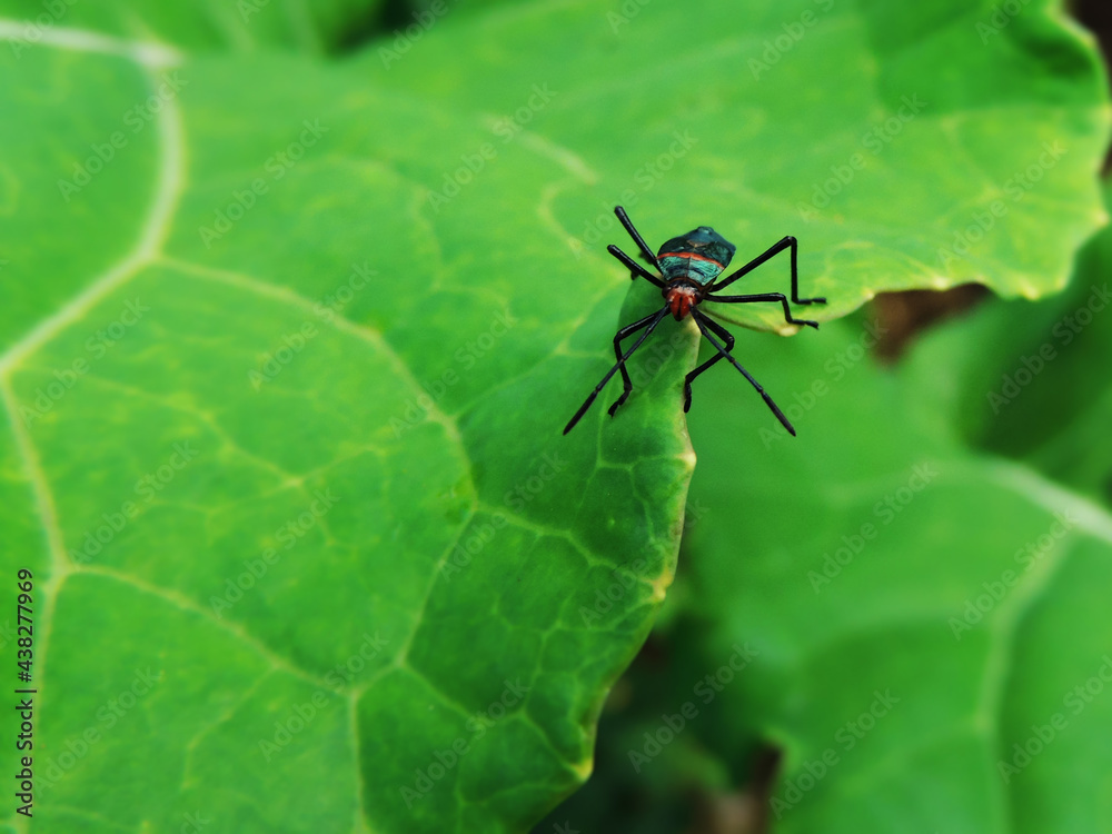 Large beautiful image of a giant mesquite bug on a cabbage green leaf. Photo of a stunning huge insect member of the family Coreidae. Large beautiful image of a giant mesquite bug on a cabbage green leaf. Photo of a stunning huge insect member of the family Coreidae.